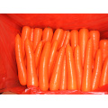 Nouvelle culture de carottes fraîches en céréales (80-150g)